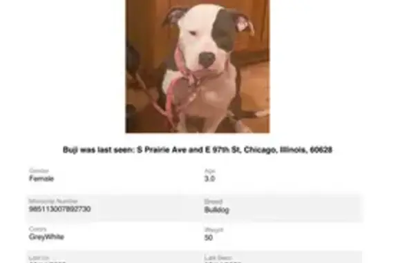 Lost pets Chicago, photo: Friendly Dog Lost on S. Prairie Ave, 9725