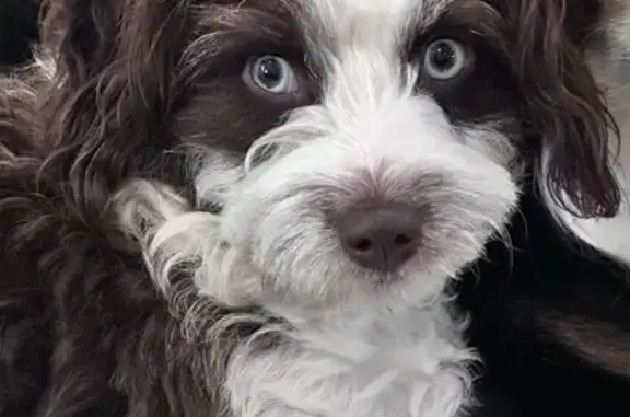 Help Find Our Lost Mini Aussiedoodle!