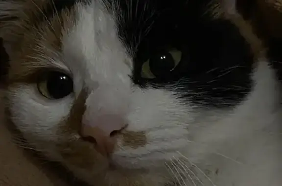 Потерянні тварини Київ, фото: Зникла триколорова кішка на 15-й Садовій, Київ