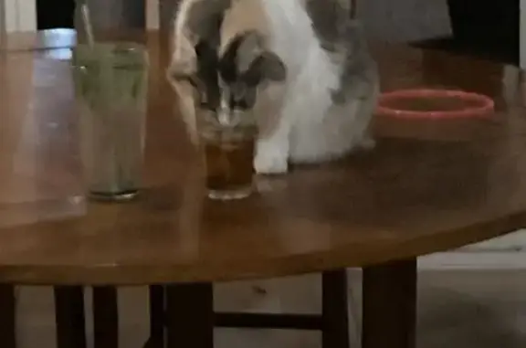 Lost Calico Cat: Bent Ear in Wichita