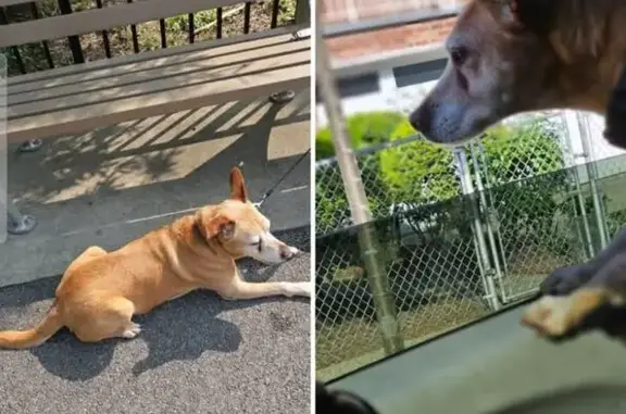 Lost 14-Year-Old Dog: Tan, Limp, Purple Collar