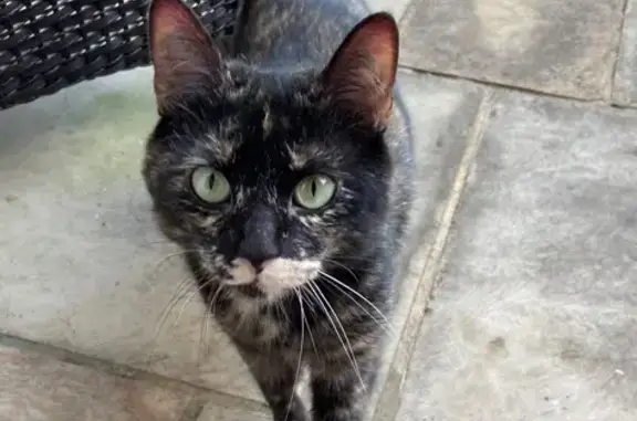 Missing cat , photo: Missing Tortoiseshell Cat in Rome, GA