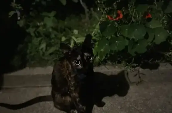Chat perdue, Rue du Faubourg, Alès - photo
