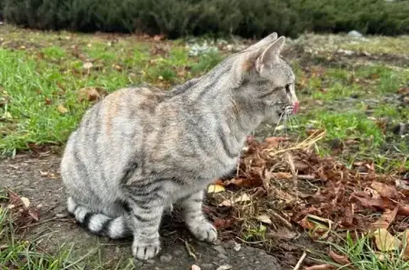 Знайдені тварини Чернівці, фото: Знайдена кішка в районі Формаркету