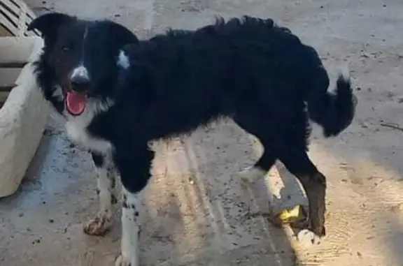 Chien perdu: Border Collie mâle à Saint-Yvoine - photo