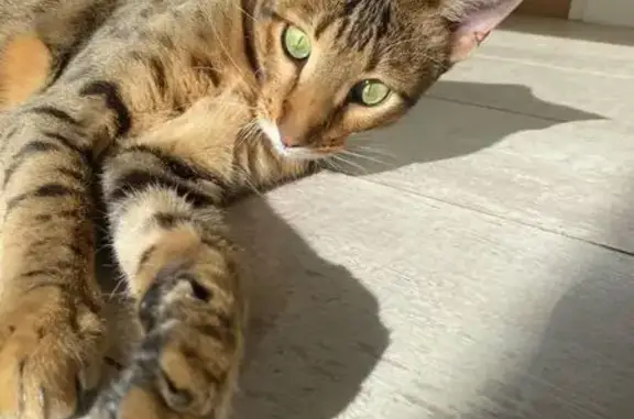 Perdu : Chat Savannah marron clair, Nantes - photo