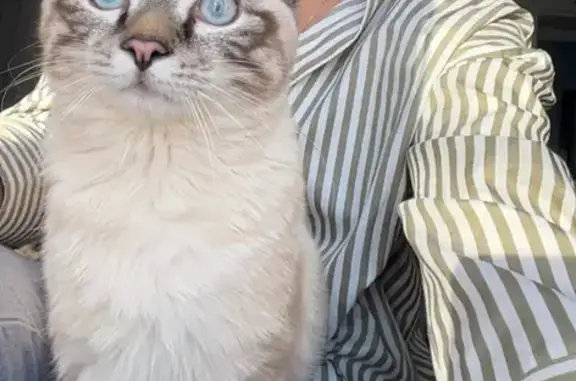 Chat perdu : crème, yeux bleus, Offemont - photo