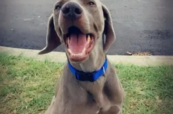 Lost Weimaraner: White Star, Main St, Augusta