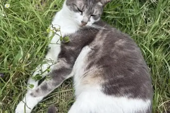 Animaux perdus Paris, photo: Chat perdu : petit gabarit, rue de la Moskova
