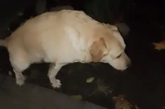 Знайдені тварини Львів, фото: Знайдено білого лабрадора на Левицького, Львів