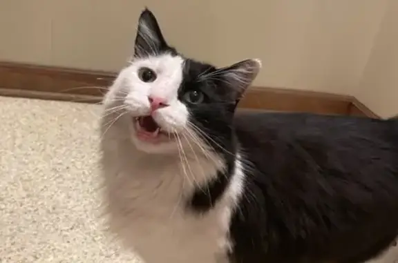 Missing cat Scott, photo: Lost Cat: Black & White, Friendly, Lafayette