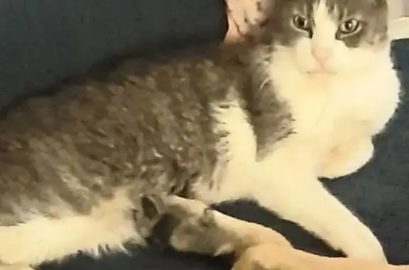 Animaux perdus , photo: Chat perdu, 11 ans, maigre, Campénéac
