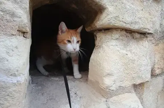 Chat perdu : roux et blanc, craintif à Dreux - photo
