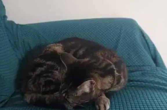 Animaux trouvés , photo: Chat trouvé à Vinassan : tatouage oreille droite