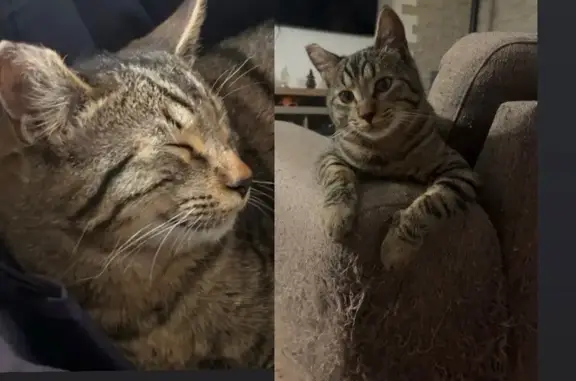 Chat perdu, oreille coupée, Blet - photo