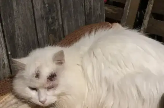 Animaux trouvés , photo: Chat blessé trouvé à Mainxe-Gondeville