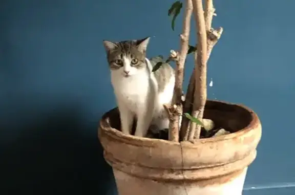 Animaux perdus Royat, photo: Chatte perdue craintive à Royat