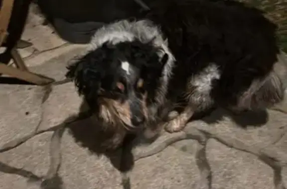 Chien trouvé , photo: Chien trouvé à Courçay, Centre-Val de Loire
