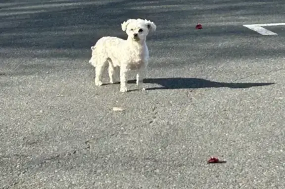 Animaux trouvés Arthès, photo: Chien apeuré, Impasse du Baous, Arthès