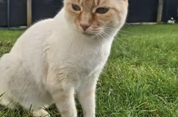 Chat mâle blanc/roux perdu, Isle (33) - photo