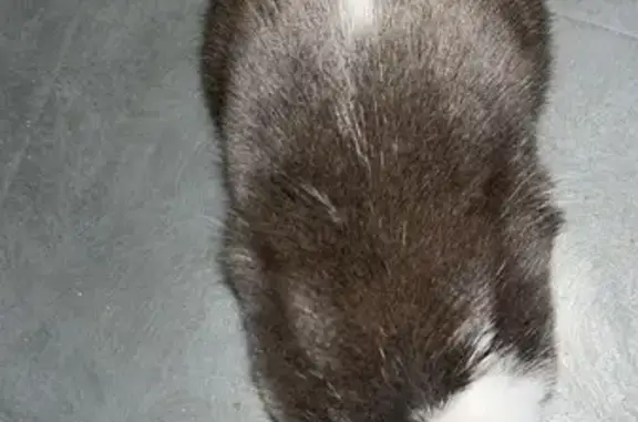 Animaux trouvés Fleury-les-Aubrais, photo: Chat sociable et peureux trouvé à Fleury