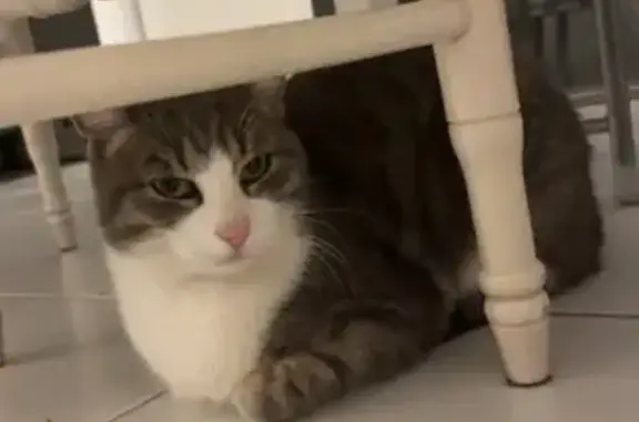 Animaux trouvés Montpellier, photo: Jeune chatte tigrée trouvée à Malbosc