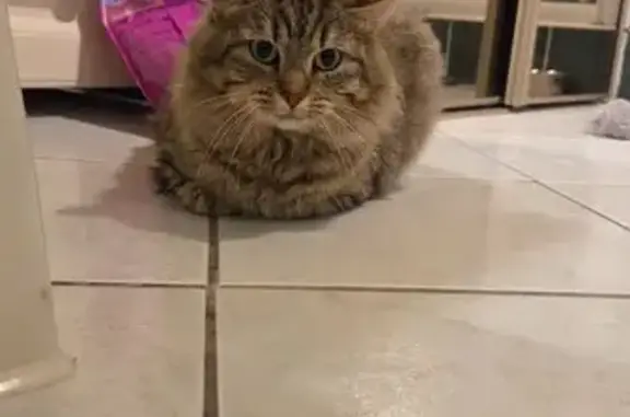 Chat trouvé , photo: Chatte tigrée trouvée à Moliets-et-Maa