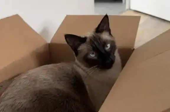 Animaux perdus Villeurbanne, photo: Baloo, chat perdu à Villeurbanne
