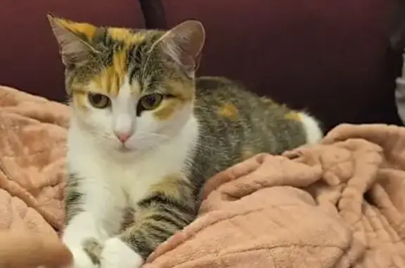 Chat perdu, Fameck, photo: Chat perdu : Luna, 1 an, Fameck