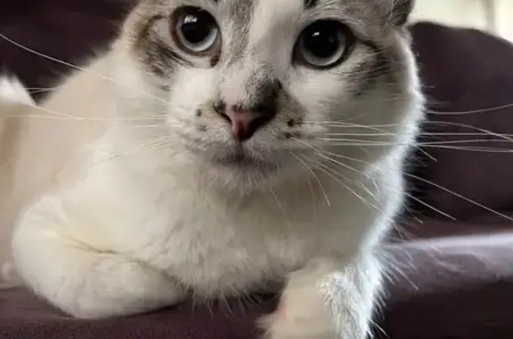 Pessoal de São Bernardo do Campo - Assunção / Bairro dos Casas! Próximo a área verde e Rua Lázaro Rossi. Meu gato sumiu! Atende pelo nome de Thura (Tutu). Ele é branco com cinza e bege e rabo preto. Está sem identificação e sem coleira mas tem microship. Nunca saiu de casa antes. Pode estar escondido com medo!! Se acharem ou souber de qualquer informação, por gentileza entrar em contato! 11 99653-2245.