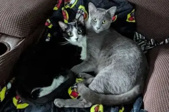 Lost Gray Cat, 2 Yrs, S. Tulsa Area