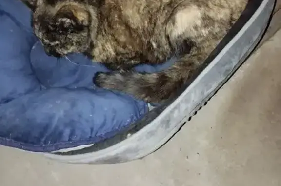 Animaux trouvés Plouescat, photo: Chat écaille trouvé à Plouescat