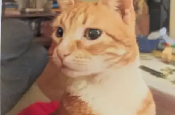 Chatte tigrée perdue à Vernaison - photo