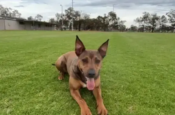Lost pets Playford, photo: Help Find Our Friendly Lost Dog - Siddall Rd