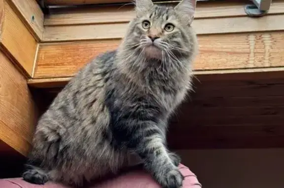 Gato Perdido: Grande y Gris en...