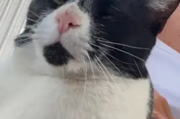 Missing Tuxedo Cat on Pioneer St, Philomath