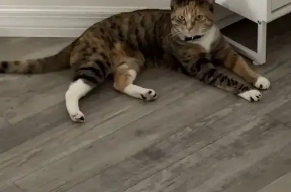 Missing Calico Cat: Green Eyes & 3 Collars