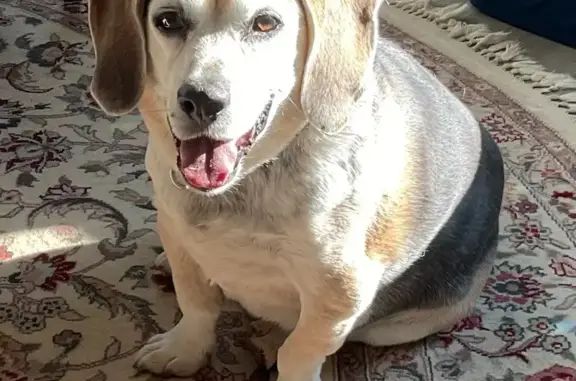 Lost Dog: Bow-Legged with Moles