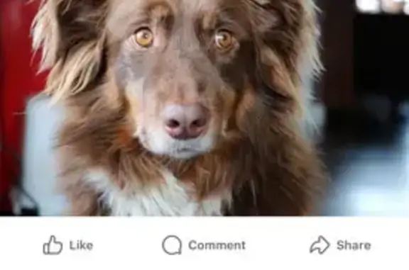 Lost Brown Aussie in Lehi: Help Find!
