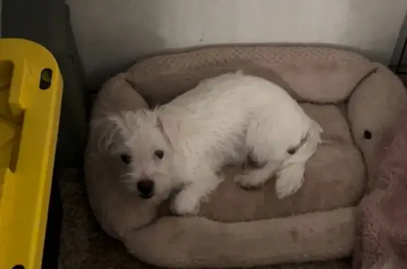 Lost White Terrier Mix in Lehi...