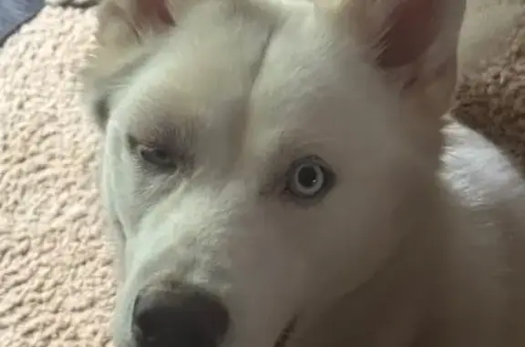 Lost White Husky Puppy on Pine...