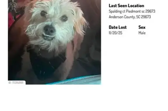 Lost Dog: Tan Coat, Skull ID T...