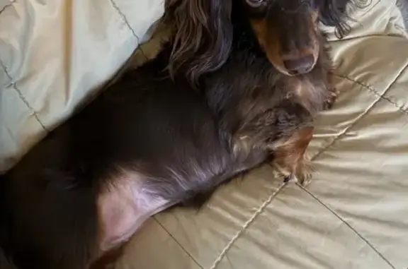 Lost: Sweet Coco, Mini Dachshu...