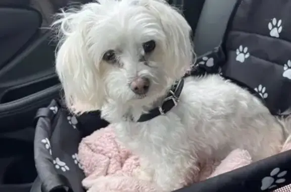Lost Maltese: Pink Ears & Flow...