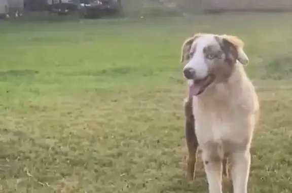 Lost Red Merle Aussie in Chest...