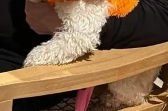 Lost Cavapoo: White with Red/B...