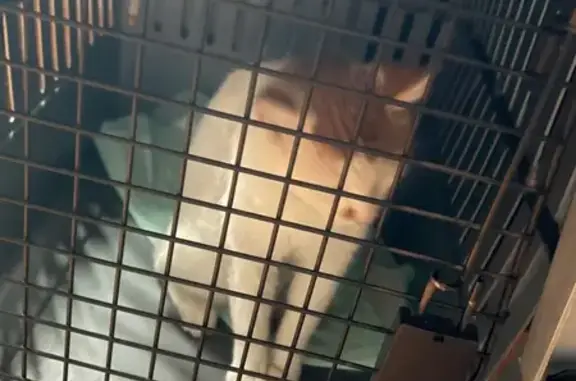 Found Cat: White & Orange in Chicago