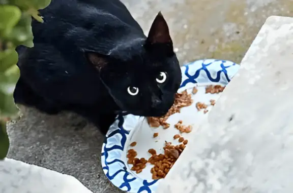 Missing cat San Diego, photo: Help Find Niko: Missing Cat in San Diego