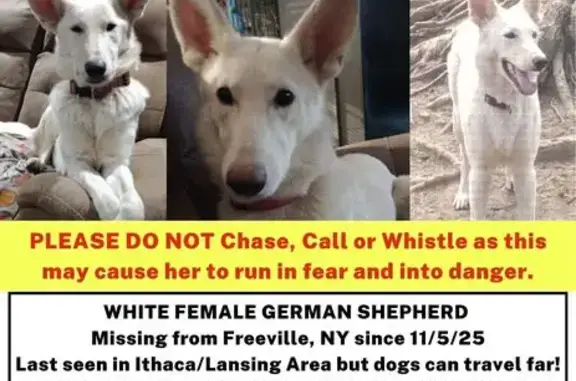 Lost White German Shepherd in...