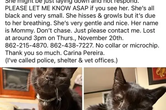 Lost: Tiny, Elderly Black Cat in Union